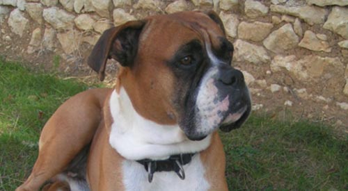 Alimentación de un Boxer