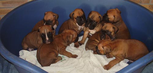Educaci&oacute;n de los perros Boxer